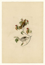 Картина "plate 73 wood thrush" художника "одюбон джон джеймс"