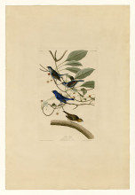 Картина "plate 74 indigo bird" художника "одюбон джон джеймс"