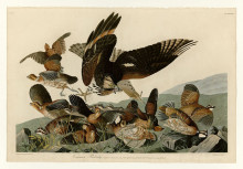 Копия картины "plate 76 virginian partridge" художника "одюбон джон джеймс"