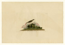 Картина "plate 80 prairie titlark" художника "одюбон джон джеймс"