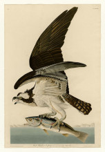 Копия картины "plate 81 fish hawk or osprey" художника "одюбон джон джеймс"
