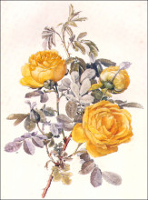 Картина "botanical illustration" художника "парсонс альфред"