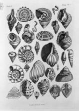 Репродукция картины "various shells taken from the real" художника "пиранези джованни баттиста"
