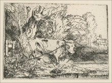 Репродукция картины "the bull" художника "рембрандт"