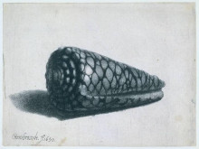 Репродукция картины "the shell (conus marmoreus)" художника "рембрандт"
