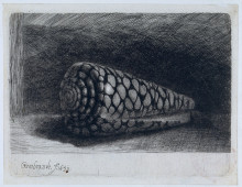 Картина "the shell &#39;conus marmoreus&#39;" художника "рембрандт"