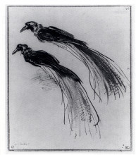 Репродукция картины "two studies of a bird of paradise" художника "рембрандт"