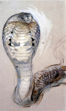 Репродукция картины "full face of cobra" художника "рёскин джон"