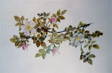 Копия картины "study of wild rose" художника "рёскин джон"