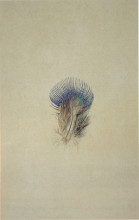 Репродукция картины "study of a peacock&#39;s breast feather" художника "рёскин джон"