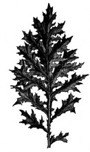 Копия картины "acanthus" художника "рёскин джон"