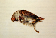Репродукция картины "plumage of partridge" художника "рёскин джон"