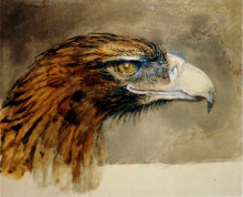 Репродукция картины "eagle&#39;s head from life" художника "рёскин джон"