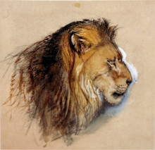 Картина "lion&#39;s profile from life" художника "рёскин джон"