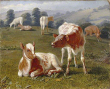 Репродукция картины "calves in a meadow" художника "ривьер брайтон"