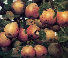 Копия картины "pears" художника "ромеро де торрес хулио"