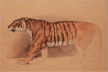 Картина "study of walking tiger" художника "салех раден"