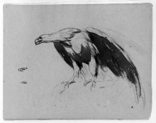Репродукция картины "eagle (from sketchbook)" художника "салли томас"