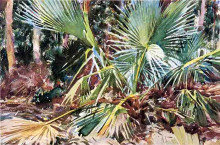 Картина "palmettos, florida" художника "сарджент джон сингер"