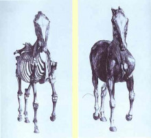 Копия картины "frontal view of the skeleton of a horse, study no. 10 from &#39;the anatomy of the horse&#39;" художника "стаббс джордж"