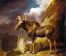 Репродукция картины "the moose" художника "стаббс джордж"
