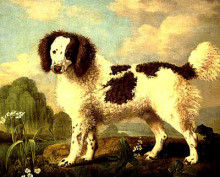 Копия картины "brown and white norfolk or water spaniel" художника "стаббс джордж"