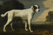 Репродукция картины "viscount gormanston&#39;s white dog" художника "стаббс джордж"
