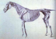 Репродукция картины "diagram from the anatomy of the horse" художника "стаббс джордж"