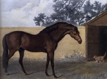 Картина "godolphin arabian" художника "стаббс джордж"
