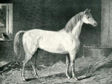 Картина "messenger horse" художника "стаббс джордж"