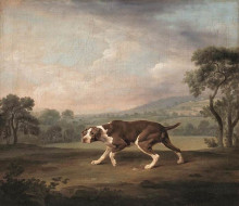Репродукция картины "spanish pointer" художника "стаббс джордж"