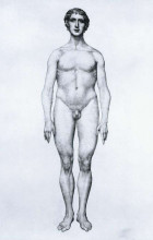 Картина "study of the human figure, anterior view, from &#39;a comparative anatomical exposition of the structure of the human body with that of a tiger and a common fowl&#39;" художника "стаббс джордж"