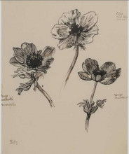 Репродукция картины "trois etudes d&#39;anemones" художника "стейнлен теофиль"