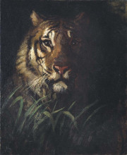 Репродукция картины "tiger&#39;s head" художника "тайер эббот хэндерсон"