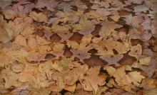 Копия картины "copperhead snake on dead leaves" художника "тайер эббот хэндерсон"