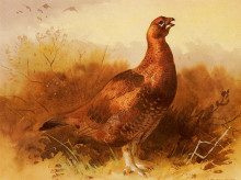 Копия картины "cock grouse" художника "торберн арчибальд"