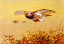 Копия картины "english partridge in flight" художника "торберн арчибальд"