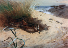 Картина "woodcock among the dunes" художника "торберн арчибальд"