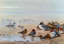 Копия картины "pintail, teal and wigeon, on the seashore" художника "торберн арчибальд"
