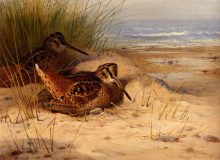Копия картины "woodcock nesting on a beach" художника "торберн арчибальд"