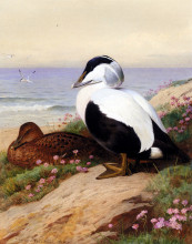 Репродукция картины "common eider ducks" художника "торберн арчибальд"
