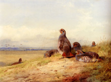 Репродукция картины "red partridges" художника "торберн арчибальд"