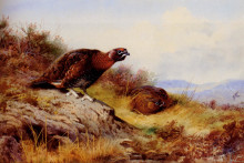 Репродукция картины "red grouse on the moor" художника "торберн арчибальд"