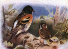 Копия картины "brambling" художника "торберн арчибальд"