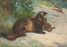 Картина "european polecat defending a rabbit carcass from a least weasel" художника "торберн арчибальд"