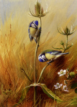 Копия картины "bluetits on a teasel" художника "торберн арчибальд"