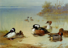 Репродукция картины "buffel headed duck american green winged teal and hooded merganser" художника "торберн арчибальд"