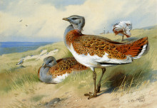 Копия картины "great bustards" художника "торберн арчибальд"