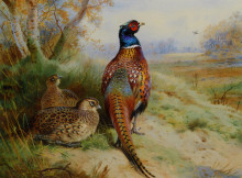 Репродукция картины "cock and hen pheasant at the edge of a wood" художника "торберн арчибальд"