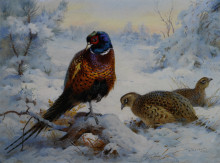 Картина "cock and hen pheasant in winter" художника "торберн арчибальд"